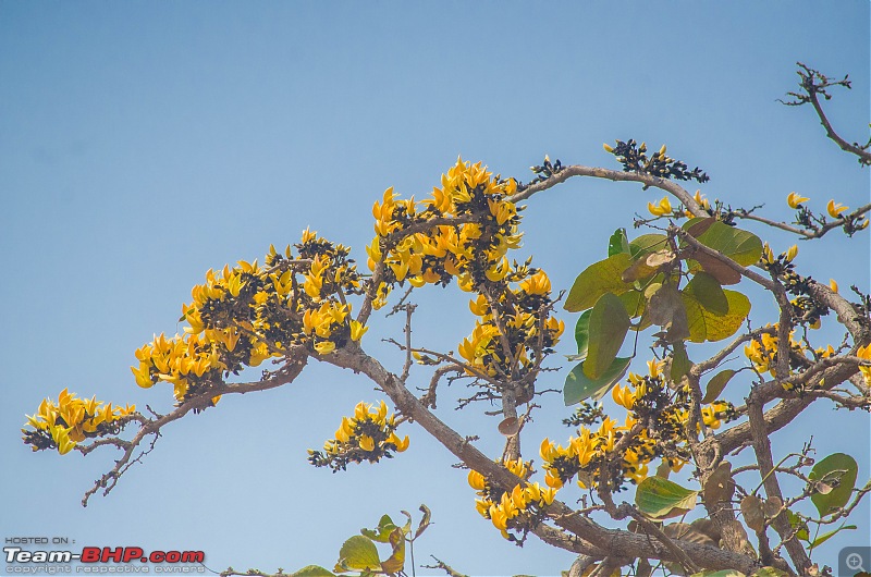 West Bengal - A treasure for tourists-_dsc3288.jpg