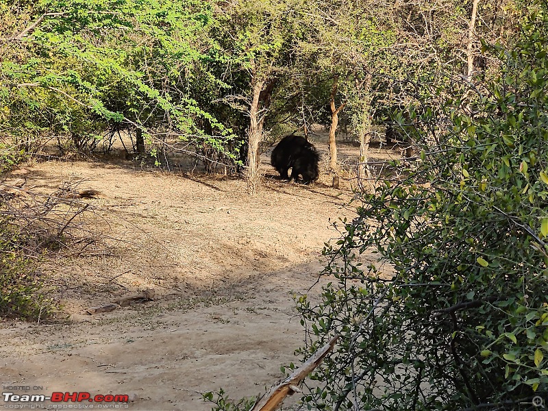 Bangalore to Rajasthan - 15 Days, 5050 Kms, 5 States and 1 Union Territory-day-4-bear-digging.jpg