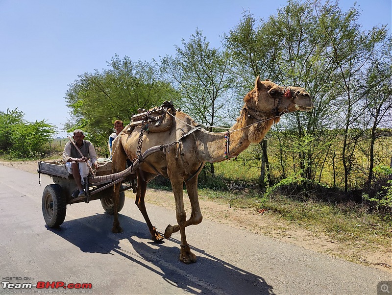 Bangalore to Rajasthan - 15 Days, 5050 Kms, 5 States and 1 Union Territory-day-5-camel-cart.jpg