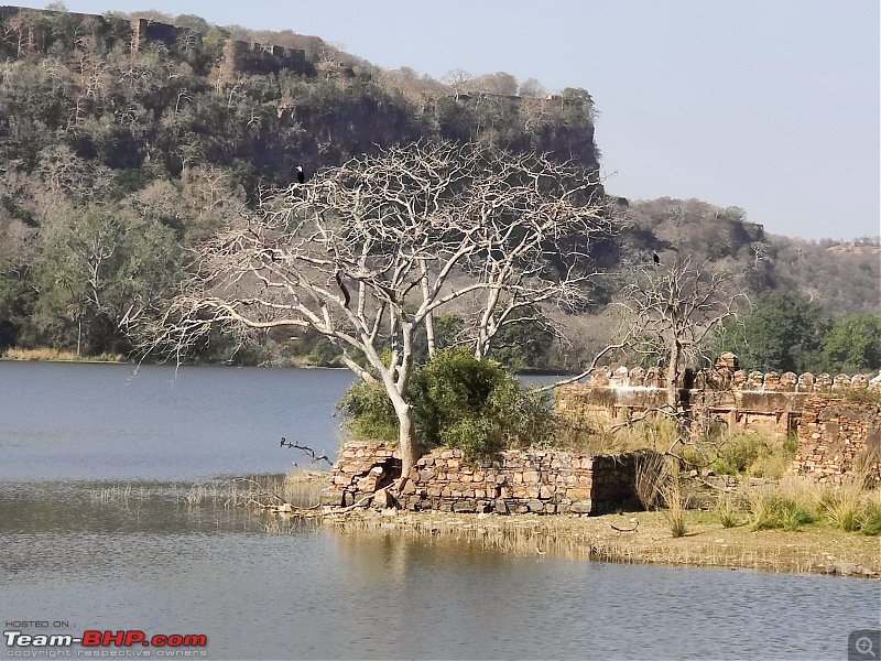 Bangalore to Rajasthan - 15 Days, 5050 Kms, 5 States and 1 Union Territory-day-5-safari-water-2.jpg