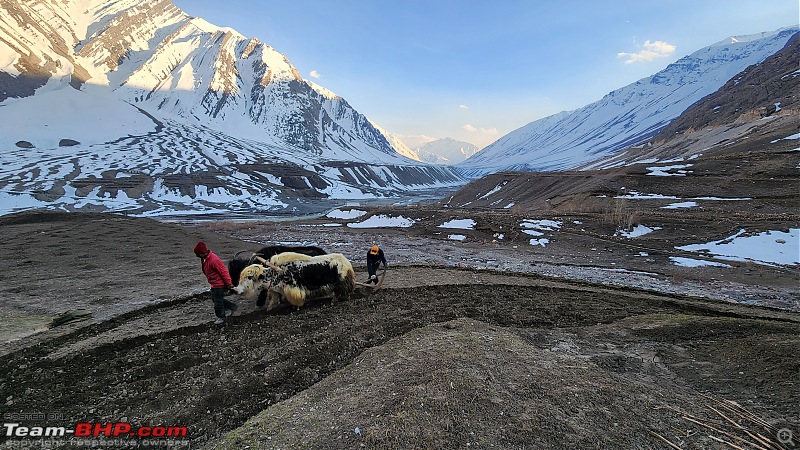 In search of the elusive Snow in Spiti Valley | 6800 km, 24 day road-trip in a Fortuner-25.-yak-farming1.jpg