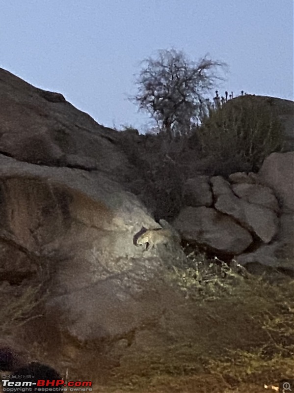 3 days in Jawai and Bera | The less explored Jungle abode in Rajasthan-f52fb339192e480eadda068c03d1a002.jpeg