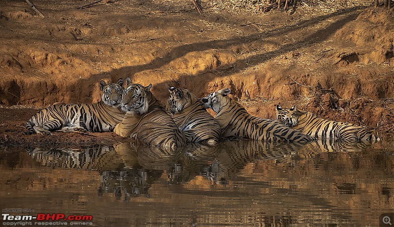 Bandhavgarh Tiger Reserve: Photologue-cbgroup3.jpg