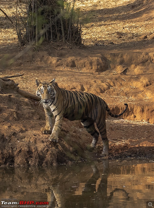 Bandhavgarh Tiger Reserve: Photologue-standlook.jpg