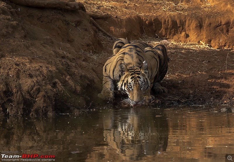 Bandhavgarh Tiger Reserve: Photologue-waterdrink.jpg