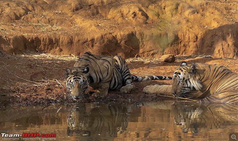 Bandhavgarh Tiger Reserve: Photologue-cbdrink.jpg
