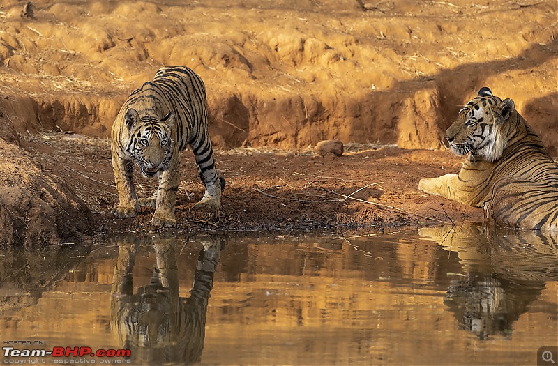 Bandhavgarh Tiger Reserve: Photologue-cblookatson.jpg