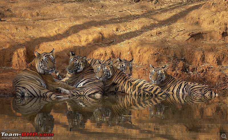Bandhavgarh Tiger Reserve: Photologue-cbgroup.jpg
