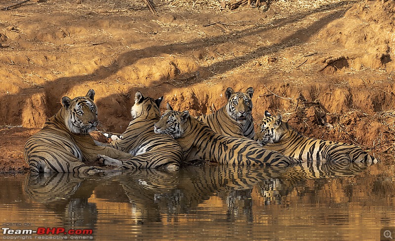 Bandhavgarh Tiger Reserve: Photologue-cblook.jpg
