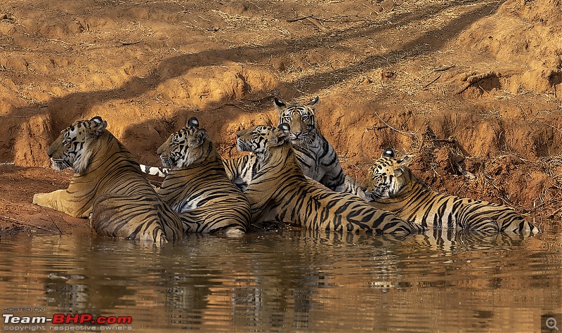 Bandhavgarh Tiger Reserve: Photologue-cbside.jpg