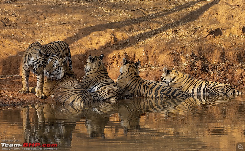 Bandhavgarh Tiger Reserve: Photologue-cbson.jpg