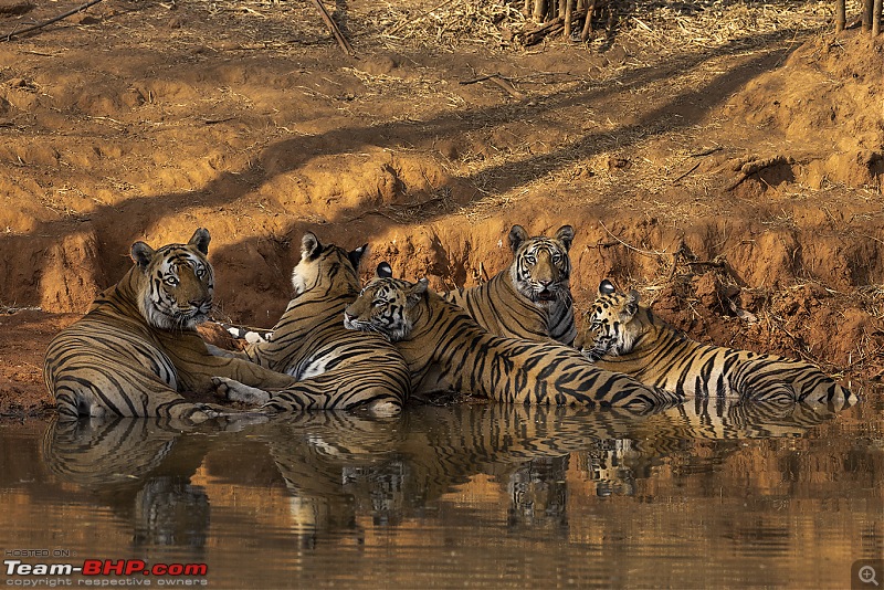 Bandhavgarh Tiger Reserve: Photologue-015a6634lscrp.jpg