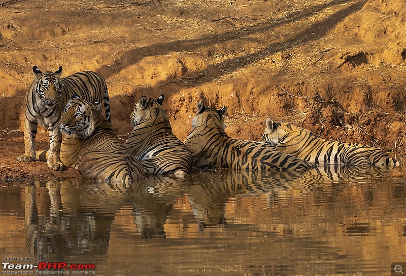 Bandhavgarh Tiger Reserve: Photologue-015a6704.jpg