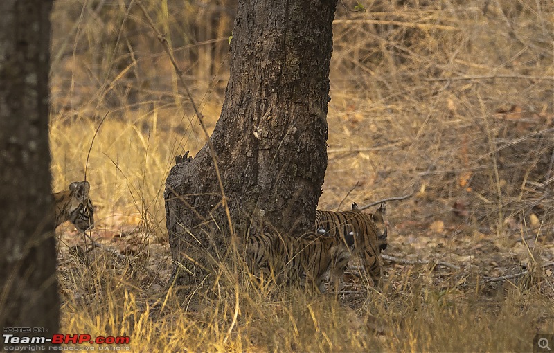 Bandhavgarh Tiger Reserve: Photologue-015a7018.jpg