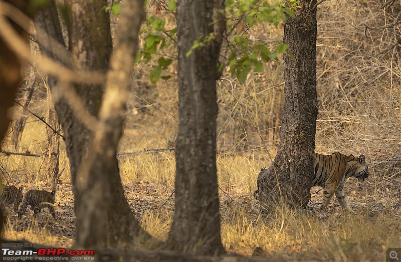 Bandhavgarh Tiger Reserve: Photologue-cubsfollow.jpg