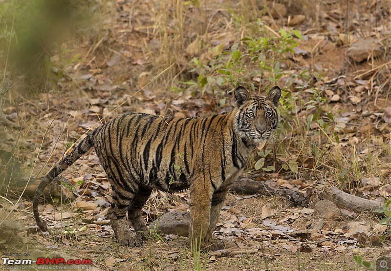 Bandhavgarh Tiger Reserve: Photologue-cubevening.jpg
