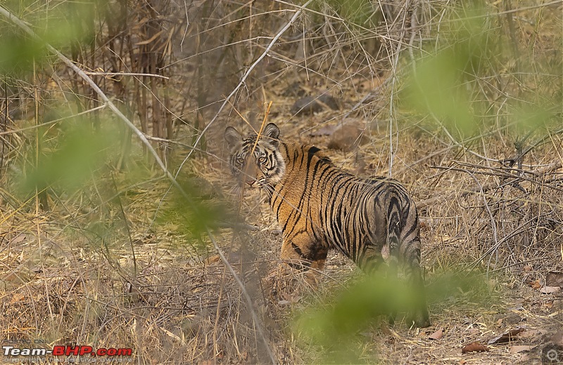 Bandhavgarh Tiger Reserve: Photologue-cubgrassturn.jpg