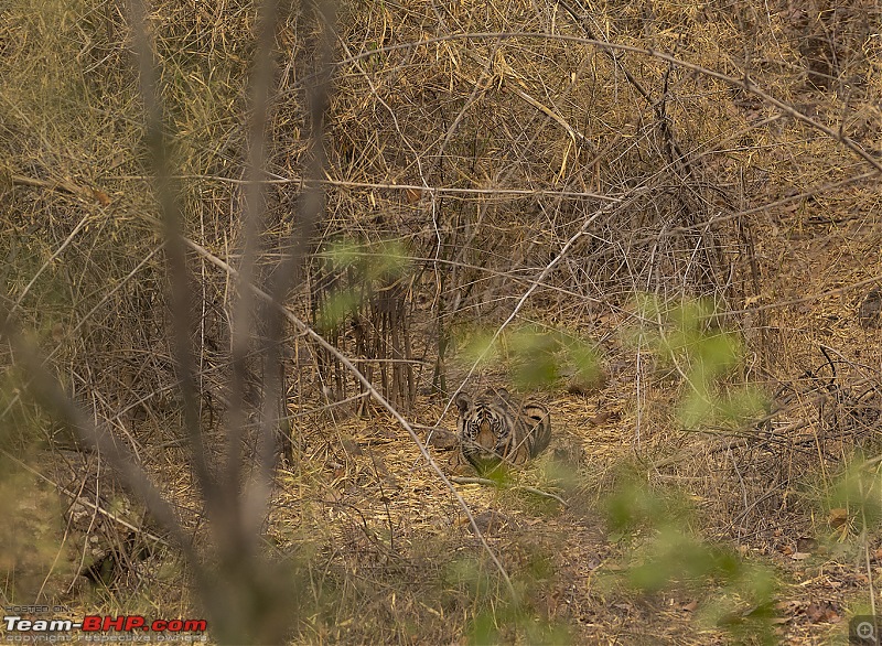 Bandhavgarh Tiger Reserve: Photologue-grasscub.jpg