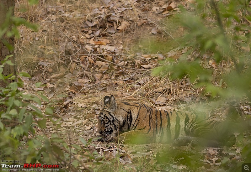 Bandhavgarh Tiger Reserve: Photologue-cubkill.jpg