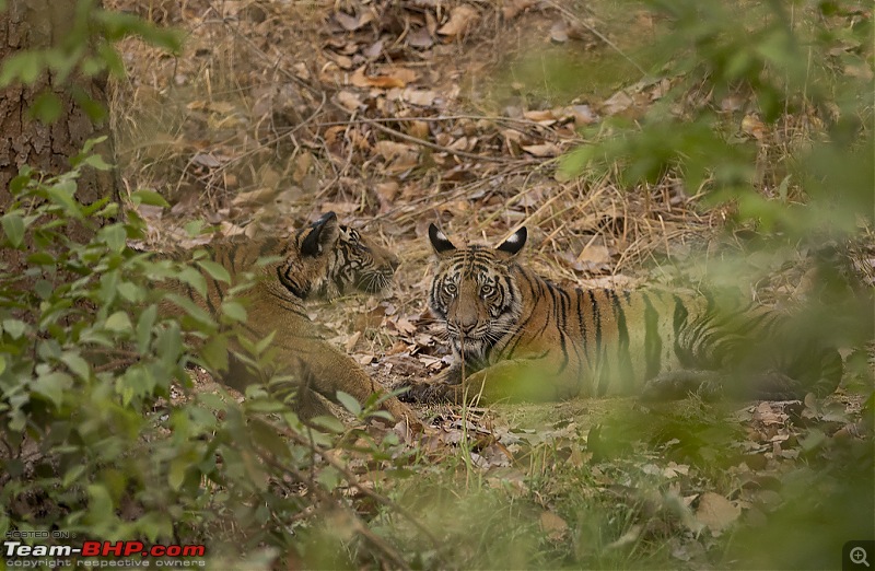 Bandhavgarh Tiger Reserve: Photologue-cubs.jpg