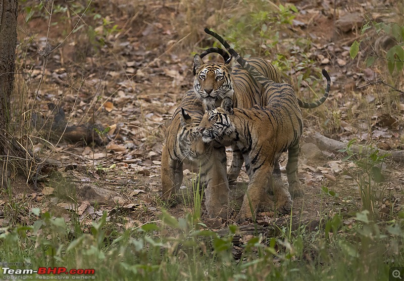 Bandhavgarh Tiger Reserve: Photologue-015a7586.jpg