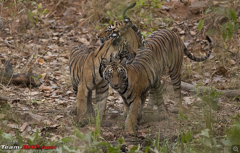 Bandhavgarh Tiger Reserve: Photologue-m-lowlight.jpg