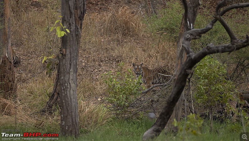 Bandhavgarh Tiger Reserve: Photologue-mothercubshid.jpg