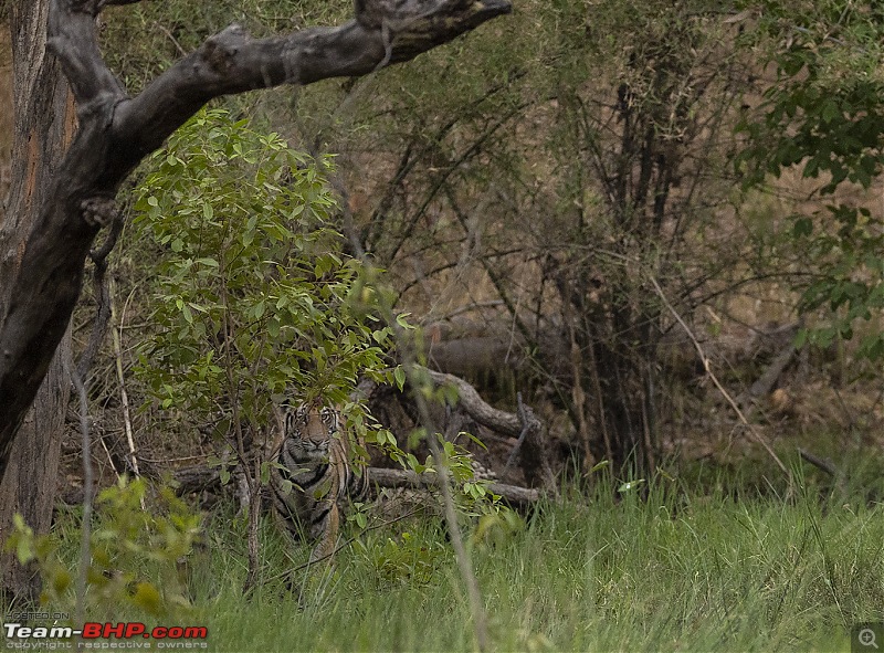 Bandhavgarh Tiger Reserve: Photologue-cubhidden.jpg