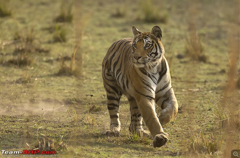 Bandhavgarh Tiger Reserve: Photologue-015a7779.jpg