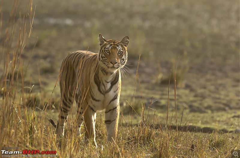 Bandhavgarh Tiger Reserve: Photologue-015a7824.jpg