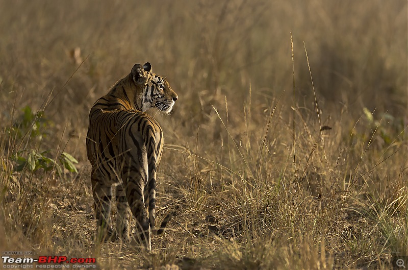 Bandhavgarh Tiger Reserve: Photologue-015a7897.jpg