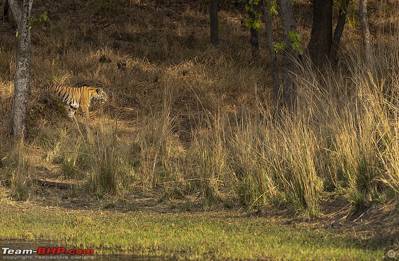 Bandhavgarh Tiger Reserve: Photologue-behindgrasswide.jpg
