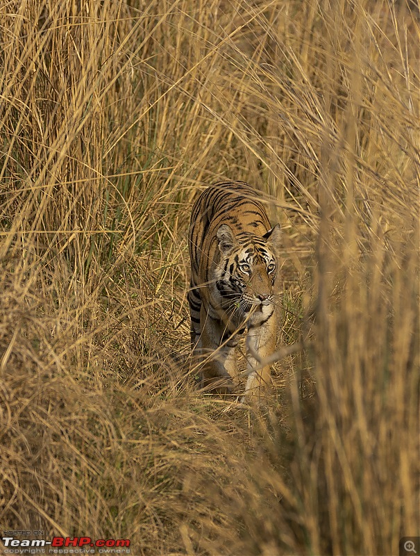 Bandhavgarh Tiger Reserve: Photologue-behindgrass.jpg