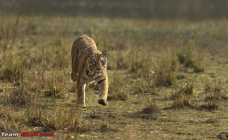 Bandhavgarh Tiger Reserve: Photologue-015a7755.jpg