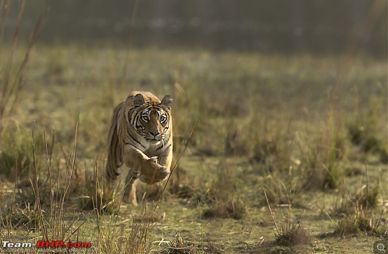 Bandhavgarh Tiger Reserve: Photologue-015a7750.jpg