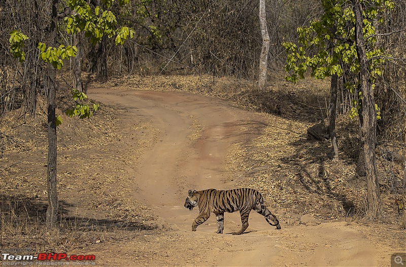 Bandhavgarh Tiger Reserve: Photologue-roadcross.jpg