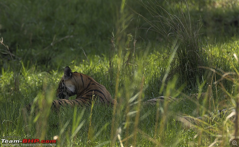 Bandhavgarh Tiger Reserve: Photologue-grassleep.jpg