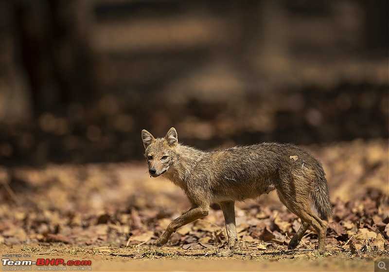 Bandhavgarh Tiger Reserve: Photologue-015a7178.jpg