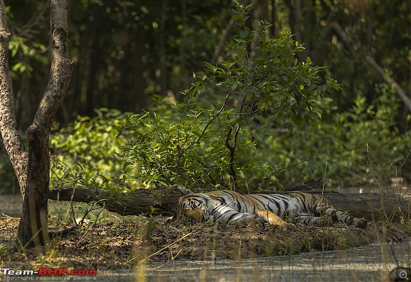 Bandhavgarh Tiger Reserve: Photologue-015a7152.jpg