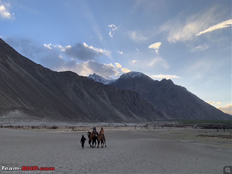 Enchanting Ladakh in April | A Photologue-6_19_camel.jpg