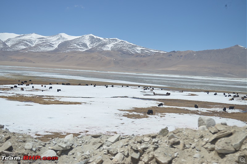 Enchanting Ladakh in April | A Photologue-10_6.jpg