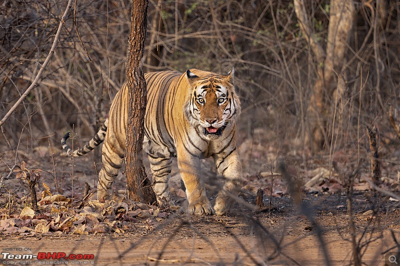 Panna, The Emerald Jungle | A Photologue-0i2a0708.jpg