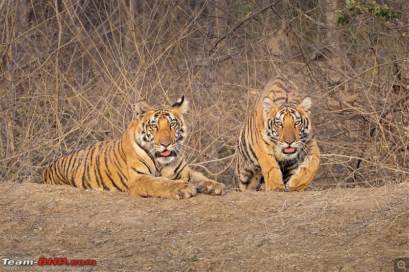 Panna, The Emerald Jungle | A Photologue-0i2a1732.jpg