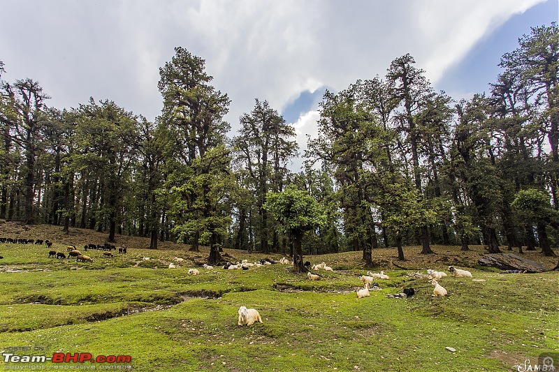 Sailed through Uttarakhand in a Nexon & a Duster AWD-img_0829.jpg