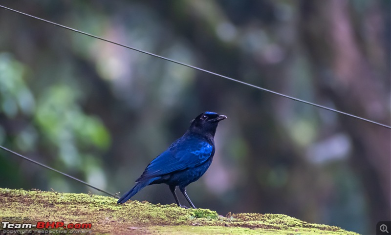 To Valparai, in search of Lion-tailed Macaques!-dsc_19042.jpg