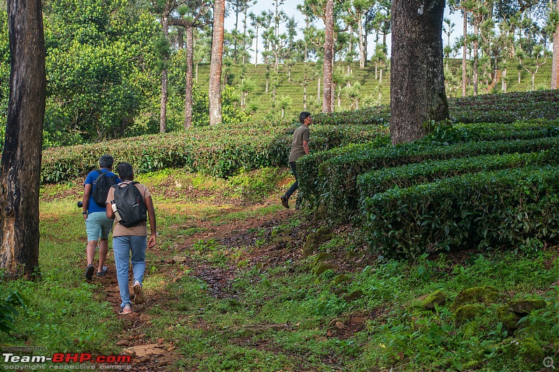 To Valparai, in search of Lion-tailed Macaques!-dsc_1942.jpg