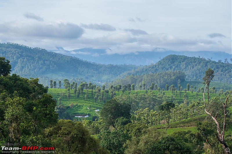 To Valparai, in search of Lion-tailed Macaques!-dsc_1989.jpg