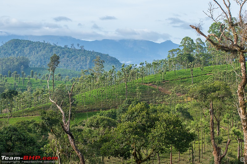 To Valparai, in search of Lion-tailed Macaques!-dsc_1990.jpg