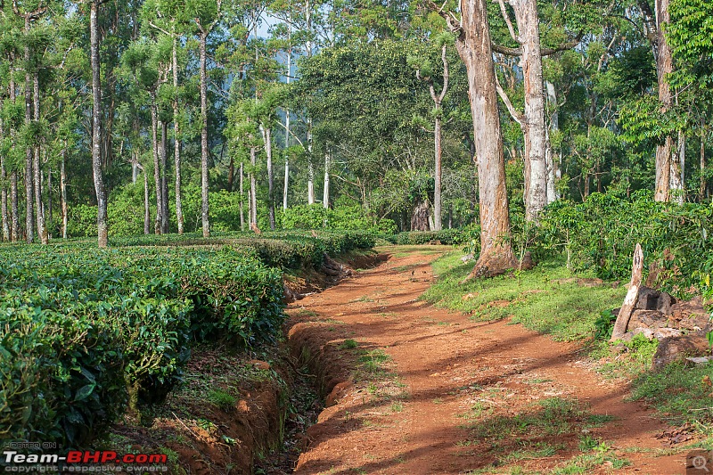 To Valparai, in search of Lion-tailed Macaques!-dsc_2016.jpg