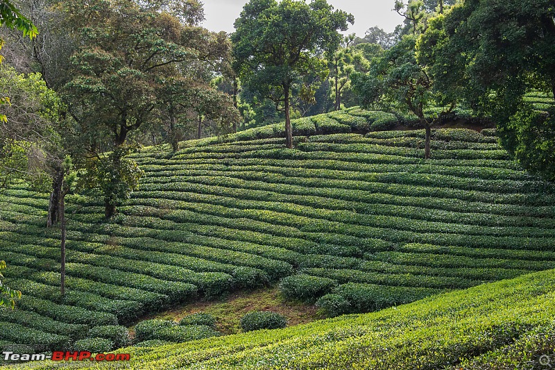 To Valparai, in search of Lion-tailed Macaques!-dsc_2052.jpg